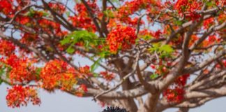 Johnny Drille Covers Lion King Theme Song